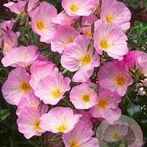 Oenothera speciosa 'Siskiyou Pink' GM P9