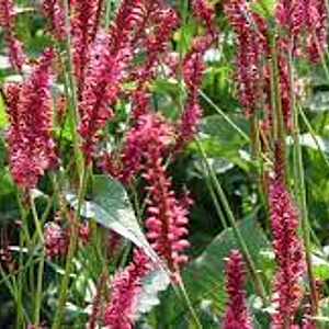 Persicaria amplexicaulis 'Speciosa' GM 2,0L