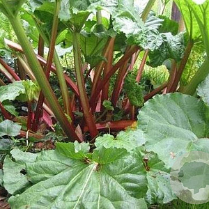 Rheum rhabarbarum 'Frambozen Rood' GM 2,0L