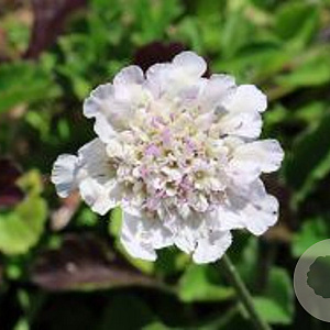Scabiosa columbaria 'Kudo White' GM P9