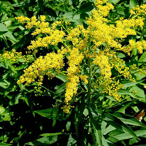 Solidago canadensis 'Goldkind' GM 2,0L
