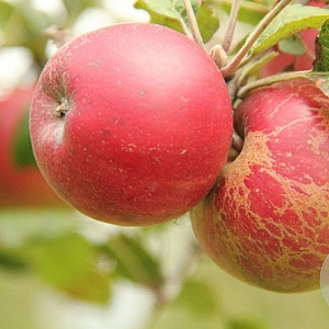 Malus domestica 'Jonathan' 35-40 cm draadkluit