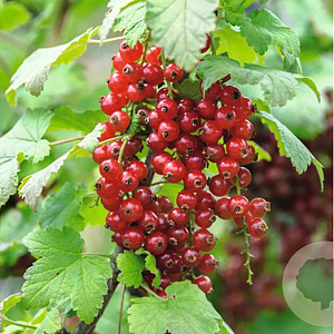 Ribes rubrum 'Junifer' GM C3