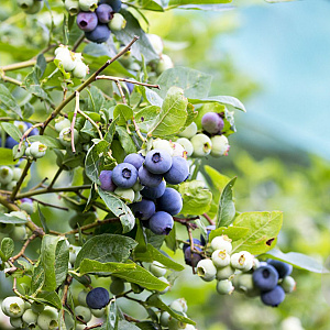 Vaccinium corymbosum 'Patriot' GM C3