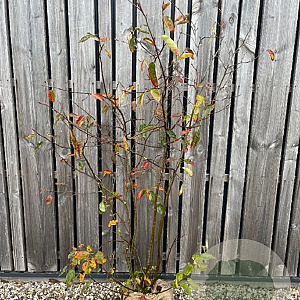 Amelanchier lamarckii 150-175 cm met kluit struik 50