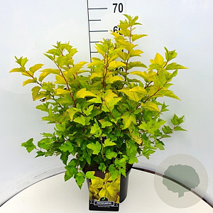 Physocarpus opulif. 'Dart's Gold' 60-80 cm 10L