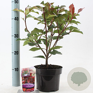 Photinia fraseri 'Camilvy' 25-30 cm 2,0L