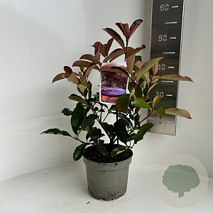 Photinia fraseri 'Camilvy' 25-30 cm 2,0L