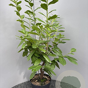 Prunus l. 'Novita' 80-100 cm 10L