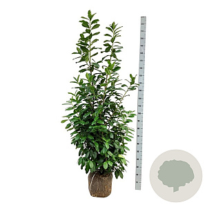 Prunus l. 'Novita' 175-200 cm met kluit