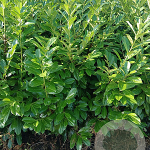 Prunus l. 'Novita' 175-200 cm met kluit