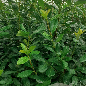 Prunus l. 'Novita' 175-200 cm met kluit