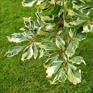 Fagus syl. 'Albomarginata' 150-175 cm 7,5L Gestokt