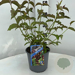 Leycesteria formosa 'Purple Rain' 30-40 cm 3,0L