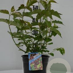 Leycesteria formosa 'Purple Rain' 30-40 cm 3,0L