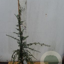 Tsuga can. 'Pendula' 60-80 cm 5,0L