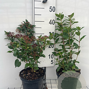 Viburnum tin. 'Eve Price' 30-40 cm 3,0L