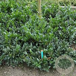 Prunus l. 'Van Nes' 25-30 cm 3,5L