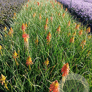 Kniphofia 'Papaya Popsicle' GM 2,0L