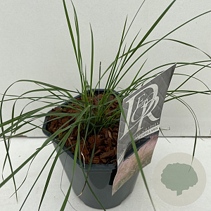 Muhlenbergia capillaris GM P9