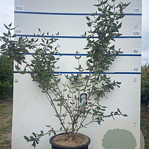 Viburnum burkwoodii 100-125 cm 20L