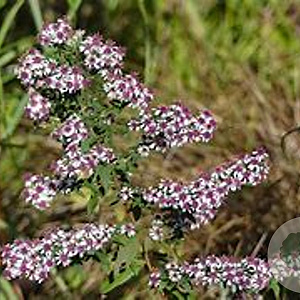 Aster lateriflorus 'Horizontalis' GM P9
