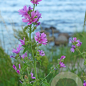 Malva sylvestris GM P9
