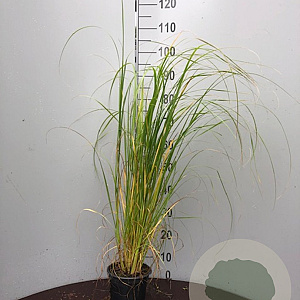 Pennisetum alopecuroides 'Compressum' GM P9