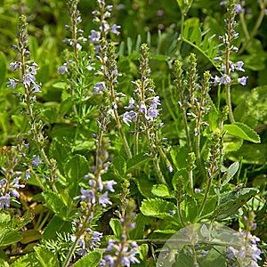 Veronica officinalis GM P9