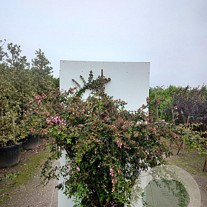 Abelia 'Edward Goucher' 125-150 cm 50L