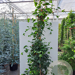 Abutilon megapotamicum 175-200 cm 20L 3 stok