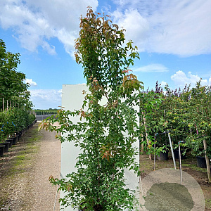 Acer buergerianum 250-300 cm cont. 180L