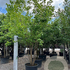 Acer buergerianum 300-350 cm cont. 180L