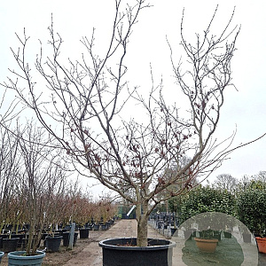 Acer japonicum 'Aconitifolium' 300-350 cm container meerstammig struik
