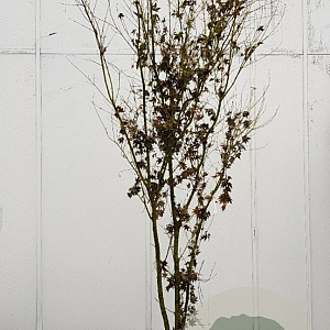 Acer palmatum 200-250 cm draadkluit