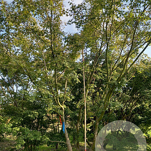 Acer palmatum 400-450 cm draadkluit solitair vanaf 2