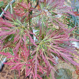 Acer pal. 'Inaba-shidare' 175-200 cm cont. 180L breed