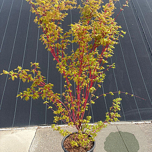 Acer pal. 'Sangokaku' 125-150 cm 20L