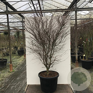 Acer pal. 'Shin-deshojo' 175-200 cm 20L