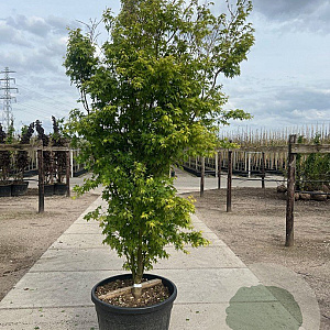 Acer pal. 'Silhouette' 200-250 cm cont. 80L