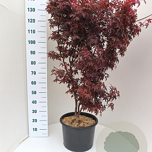 Acer pal. 'Skeeter's Broom' 100-125 cm 20L