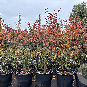 Amelanchier lamarckii 175-200 cm cont. 130L meerstammig