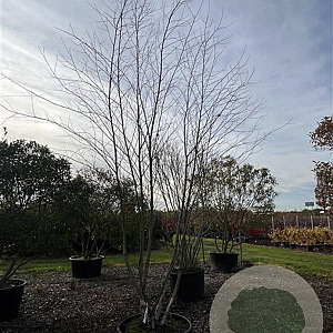 Betula nigra 350-400 cm cont. 130L