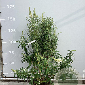 Buddleja d. 'White Profusion' 125-150 cm 20L