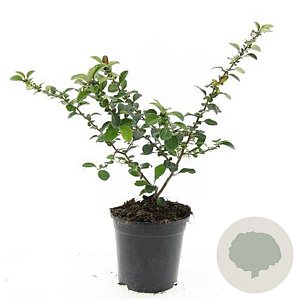 Chaenomeles j. 'Sargentii' GM C1.3