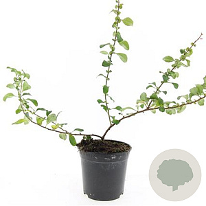 Chaenomeles j. 'Sargentii' GM C1.3