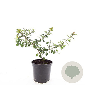 Chaenomeles j. 'Sargentii' GM C1.3