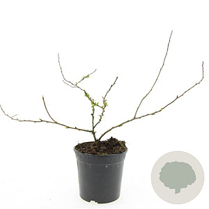 Chaenomeles j. 'Sargentii' GM C1.3