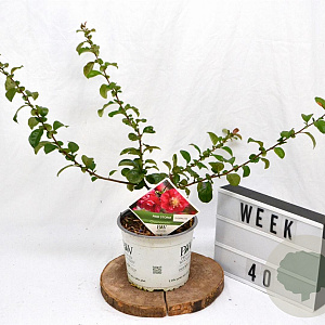 Chaenomeles spec. 'Pink Storm' 30-40 cm 3,0L