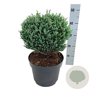 Chamaecyparis p. 'Blue Moon' 25-30 cm 6,5L